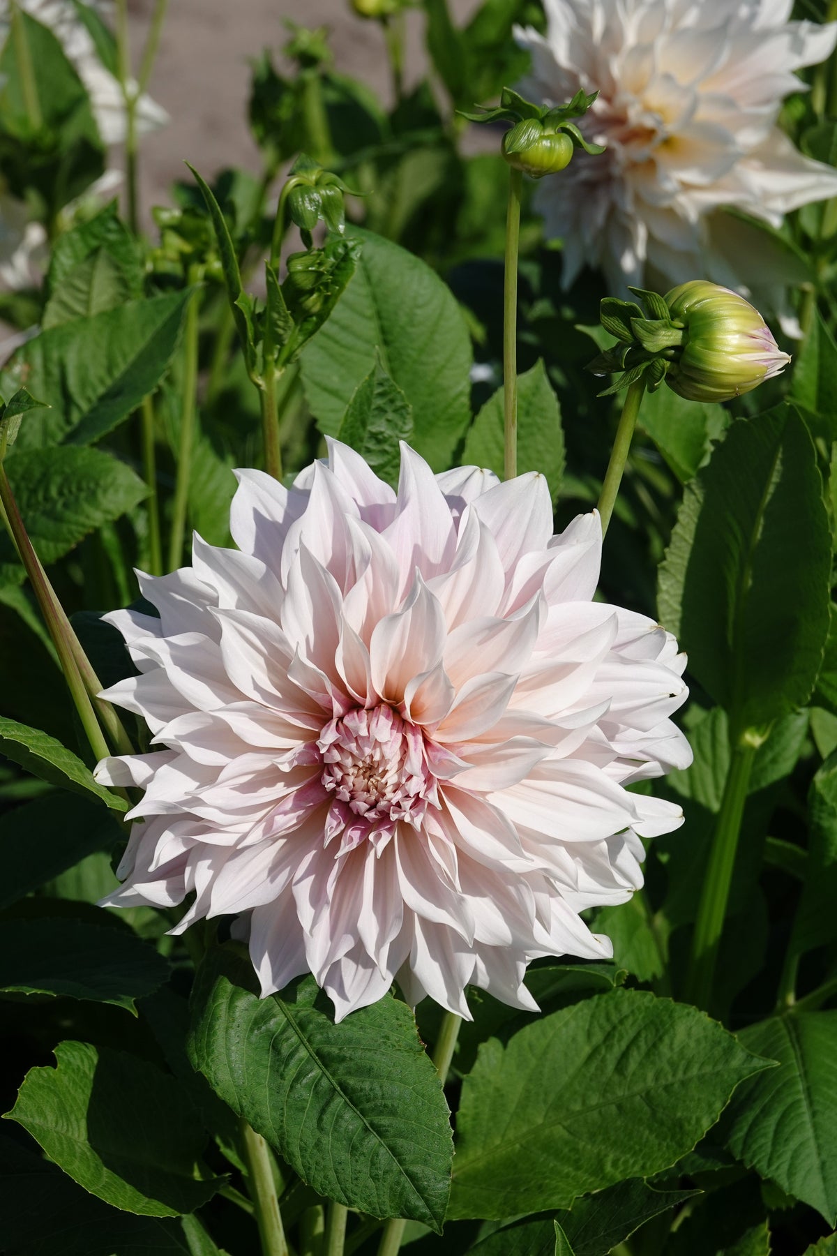 Dahlia Cafe au Lait
