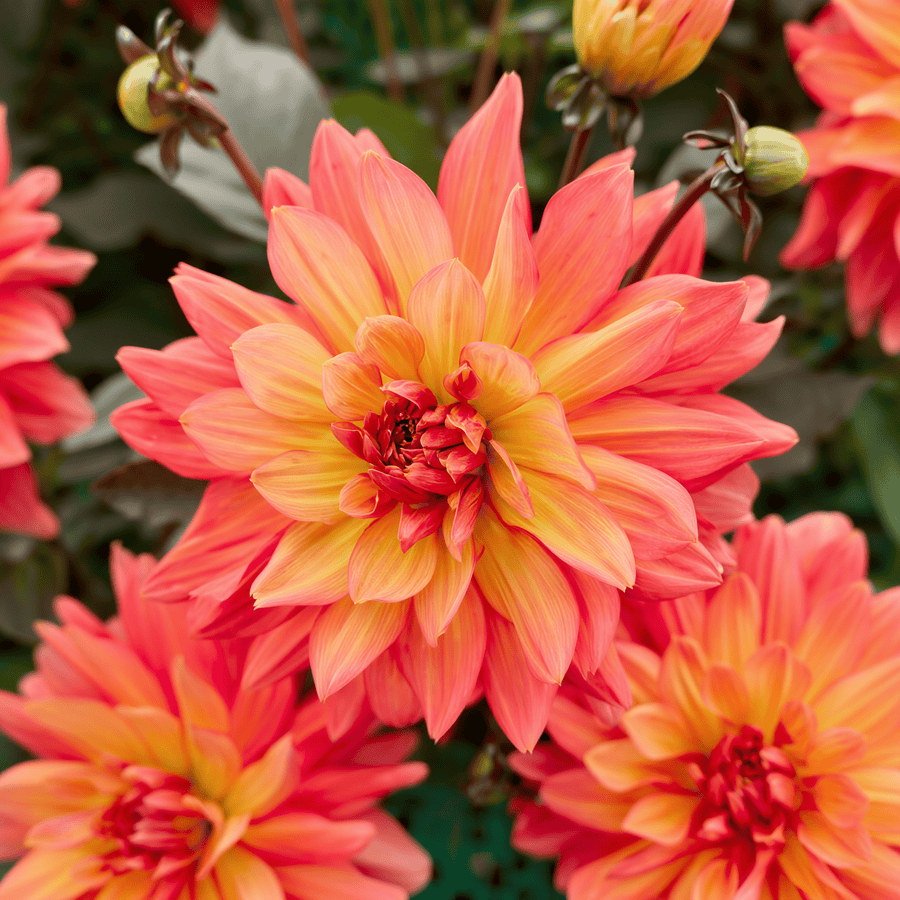 Dahlia Camelot