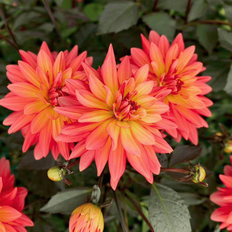 Dahlia Camelot