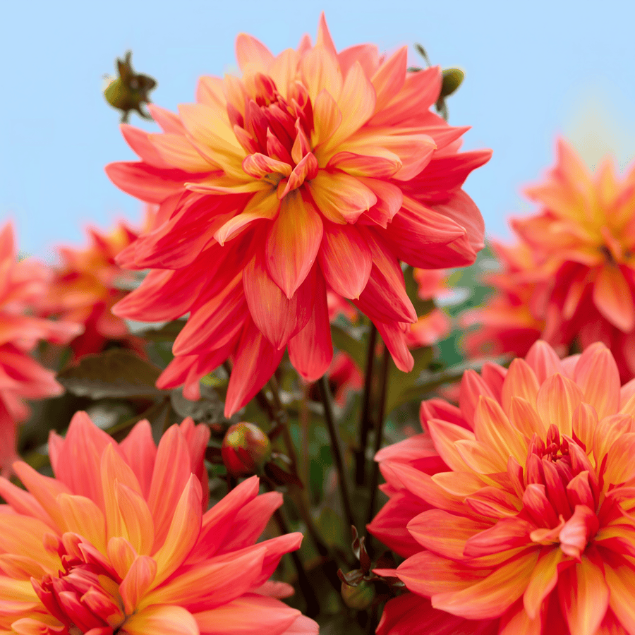 Dahlia Camelot