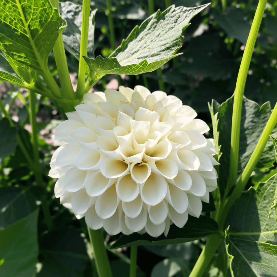 Dahlia Caro