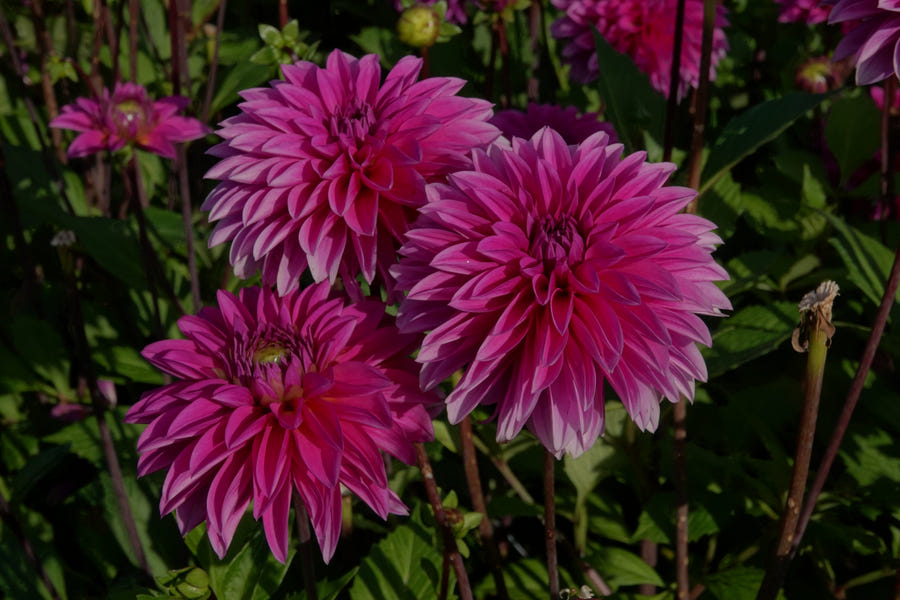 Dahlia Cartouche