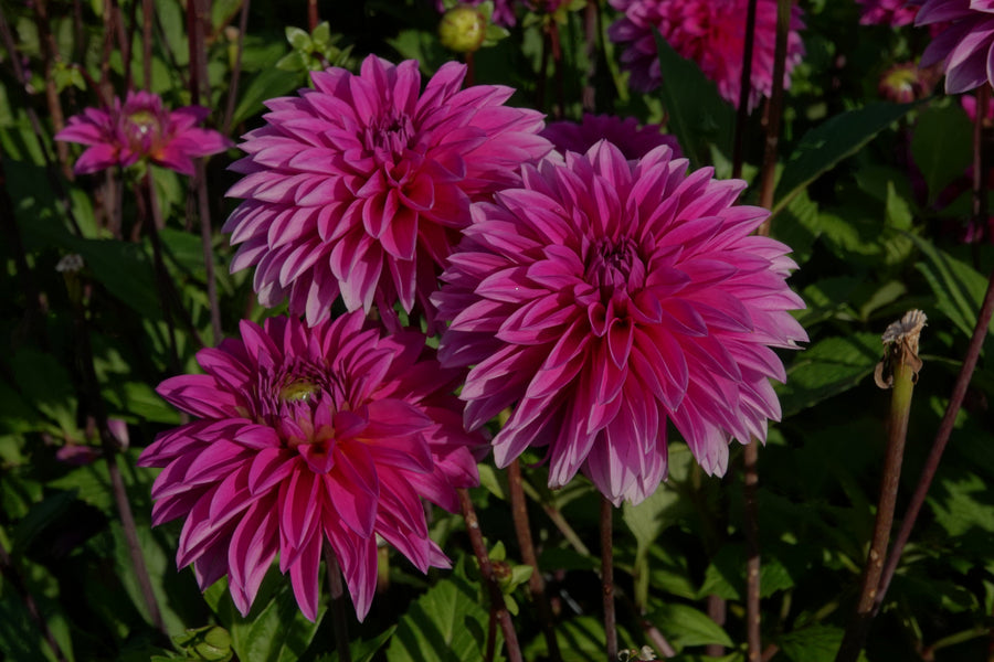 Dahlia Cartouche