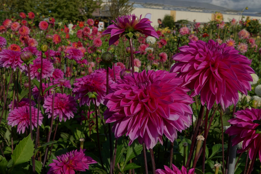 Dahlia Cartouche