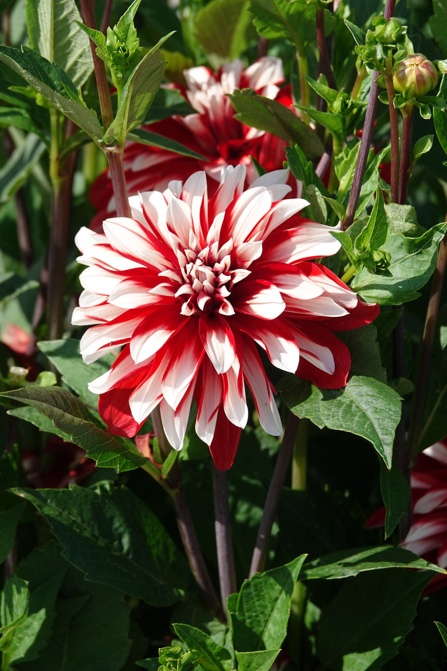 Dahlia Catching Fire