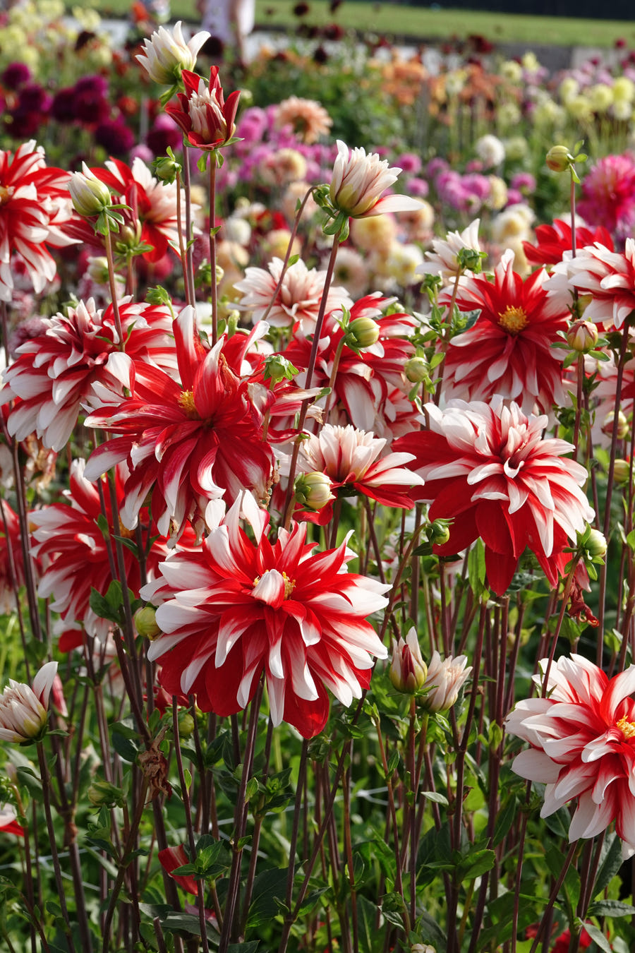 Dahlia Catching Fire