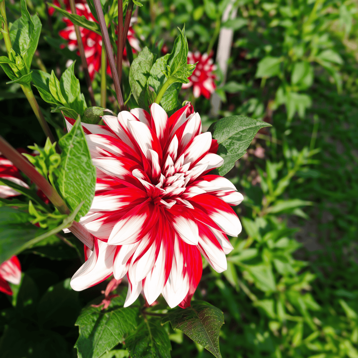 Dahlia Catching Fire