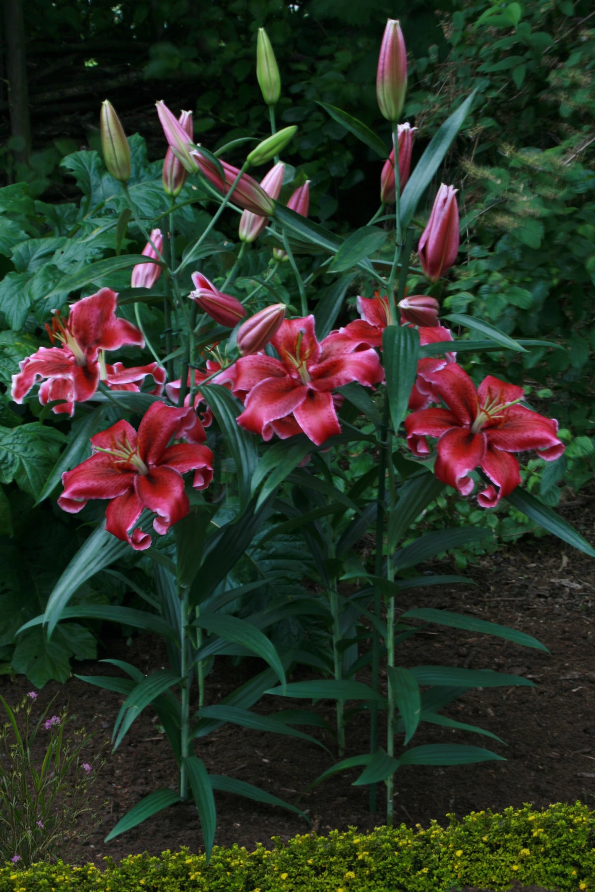 Lilium Corvara