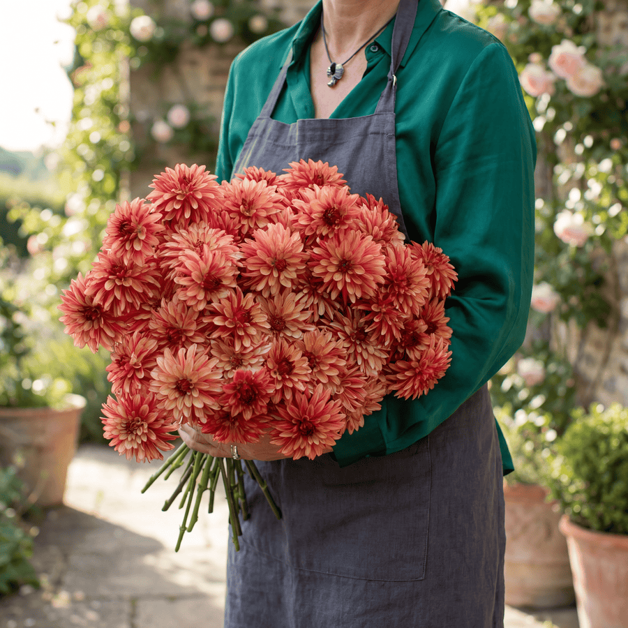 Dahlia Crazy Legs