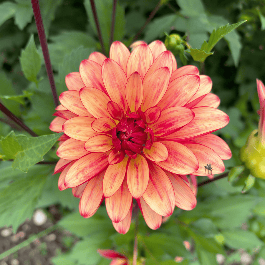 Dahlia Crazy Legs