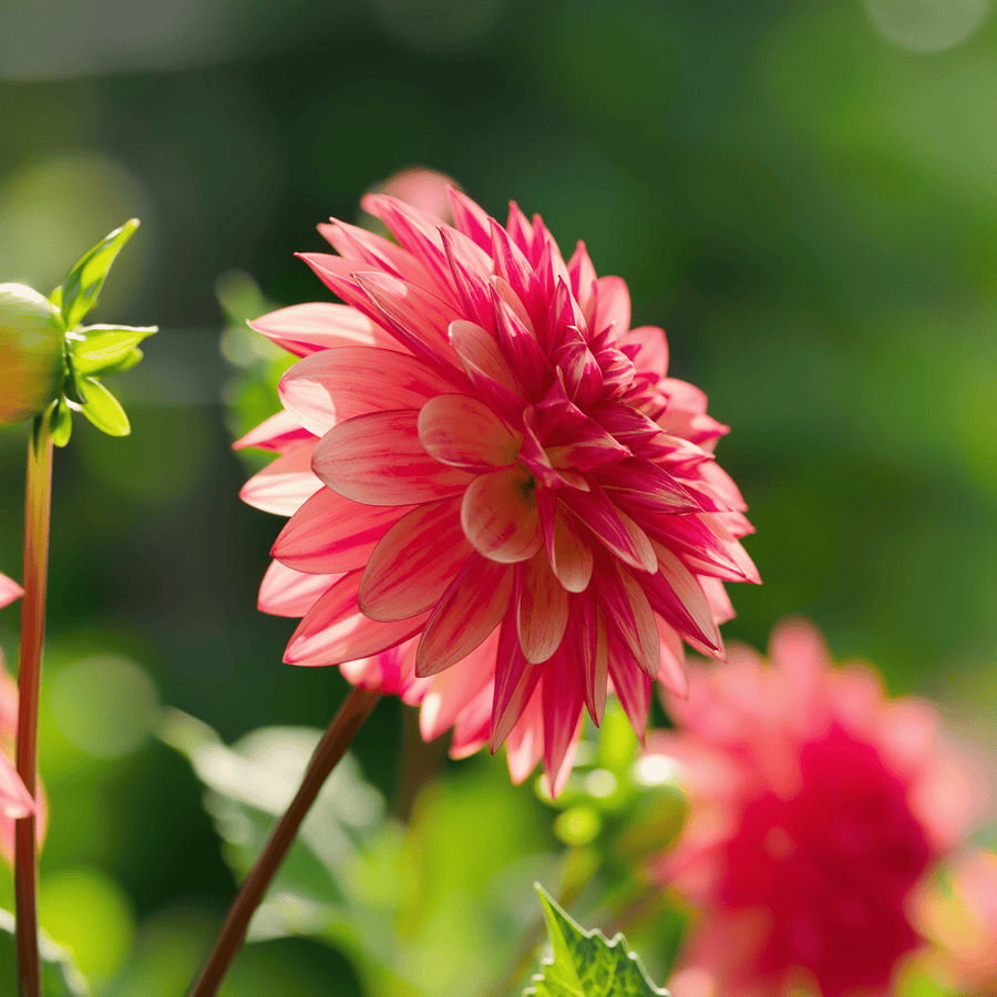 Dahlia Crazy Legs