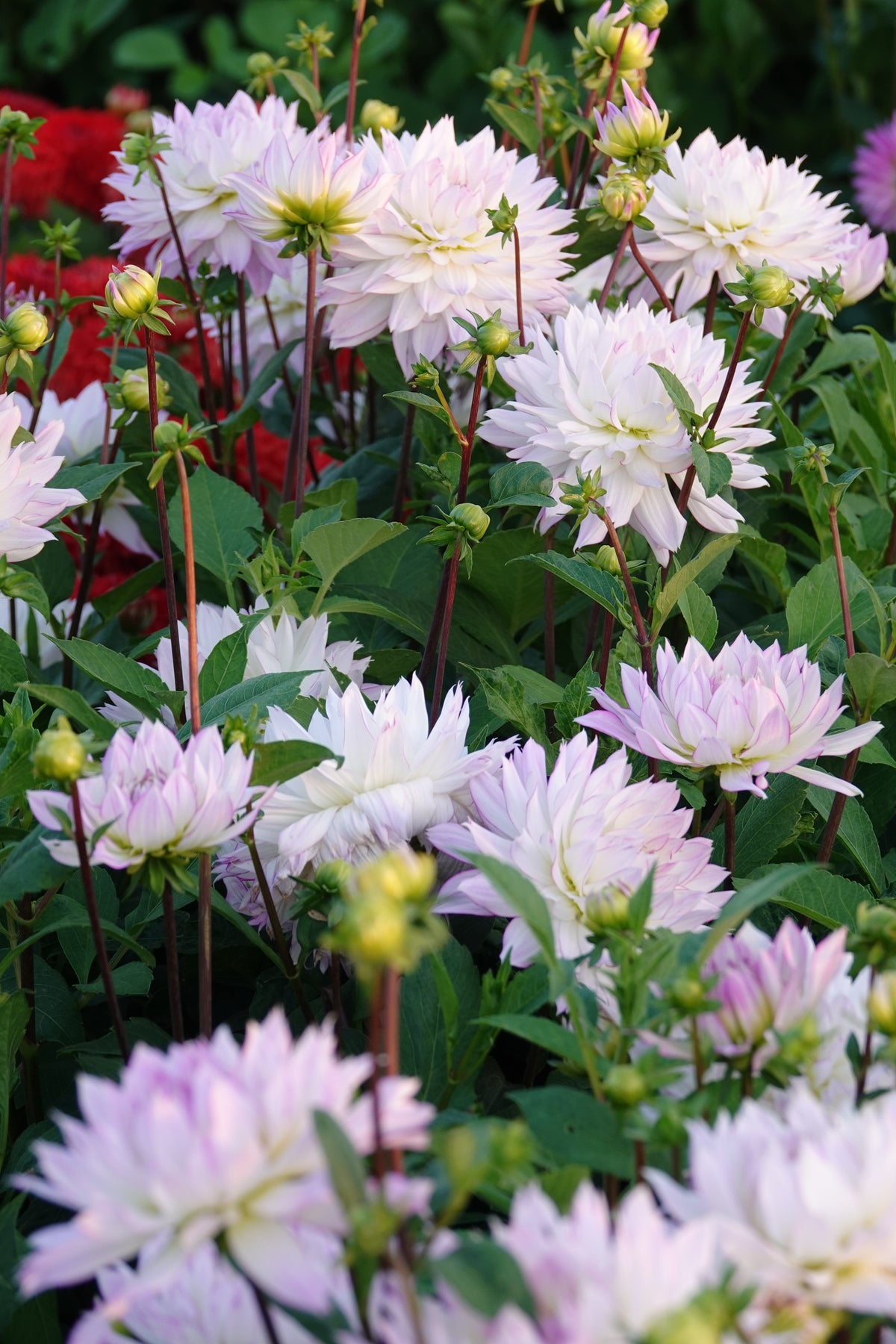 Dahlia Crazy Love