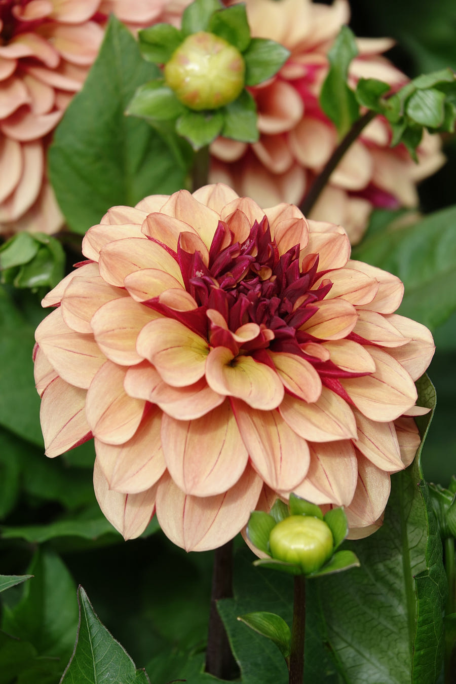 Dahlia Crème de Cognac