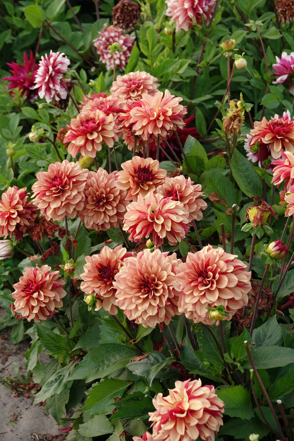 Dahlia Creme de Cognac