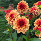 Dahlia Creme de Cognac
