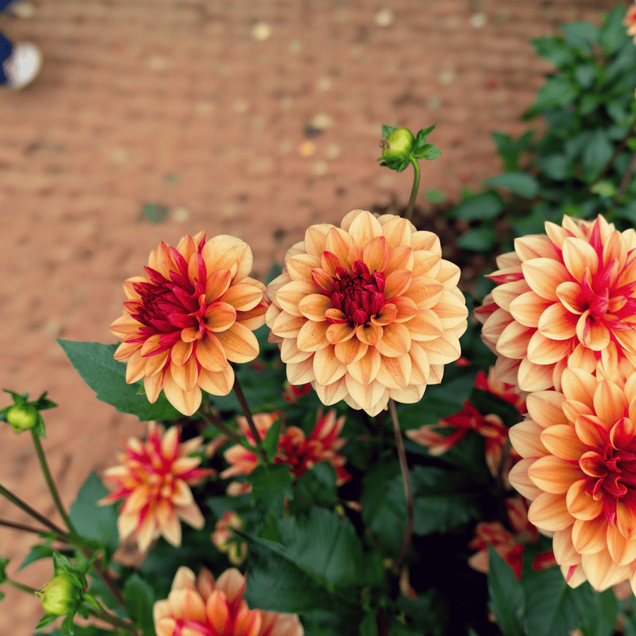 Dahlia Crème de Cognac