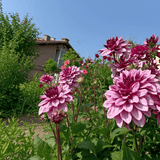 Dahlia Creme de Cassis