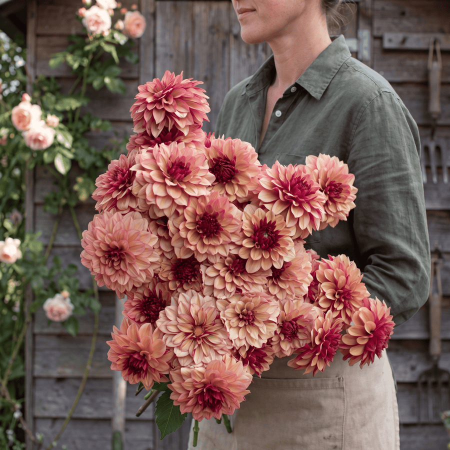 Dahlia Crème de Cognac