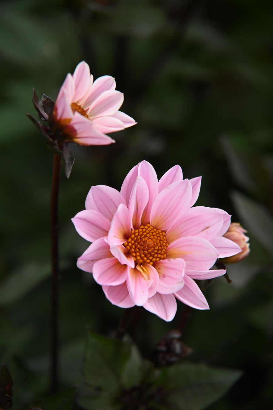 Dahlia Bishop of Leicester, photo 4