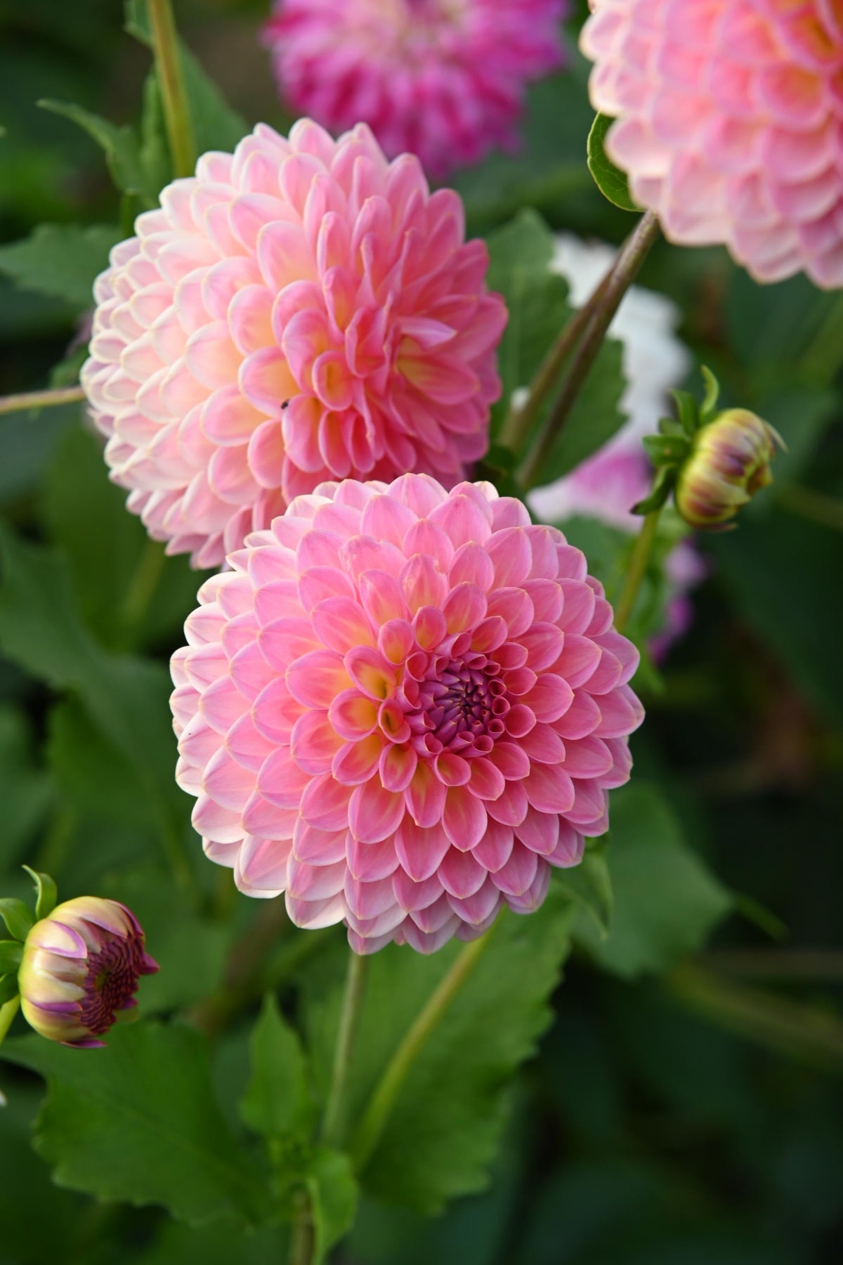 Dahlia Jowey Winnie