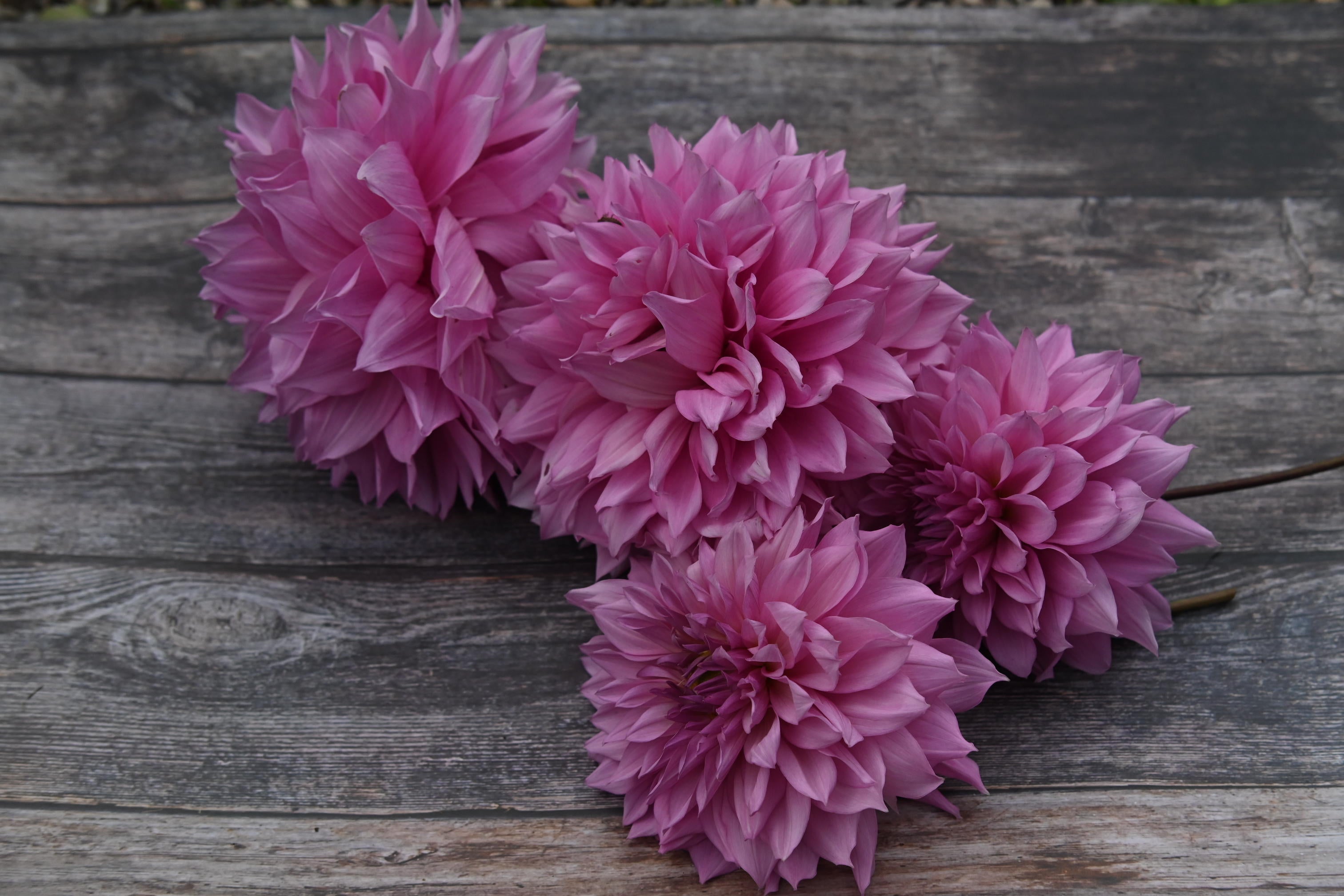 Dahlia Islander
