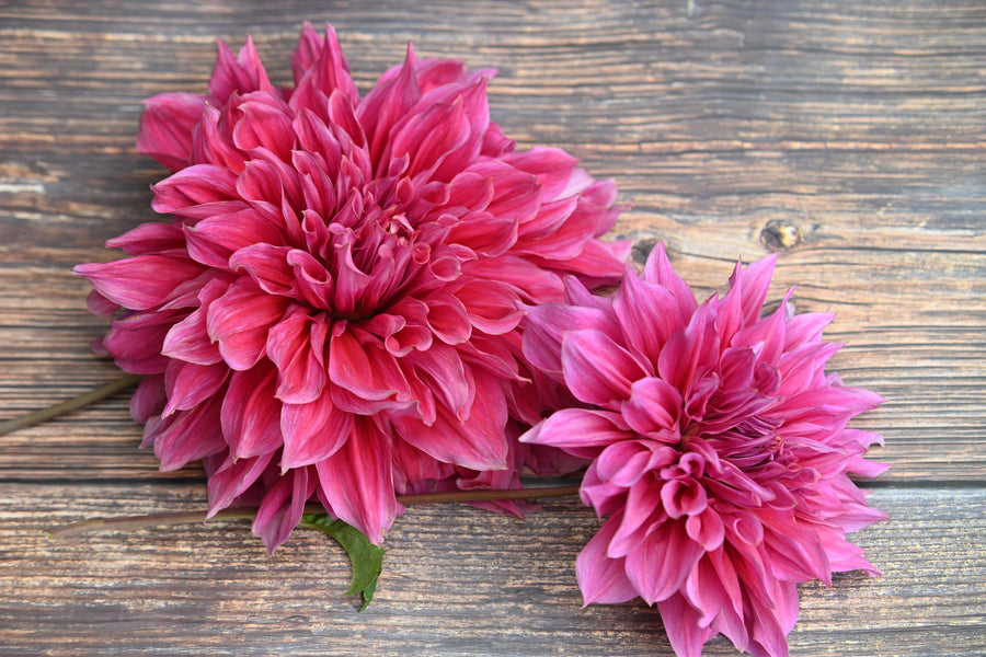 Dahlia Emory Paul