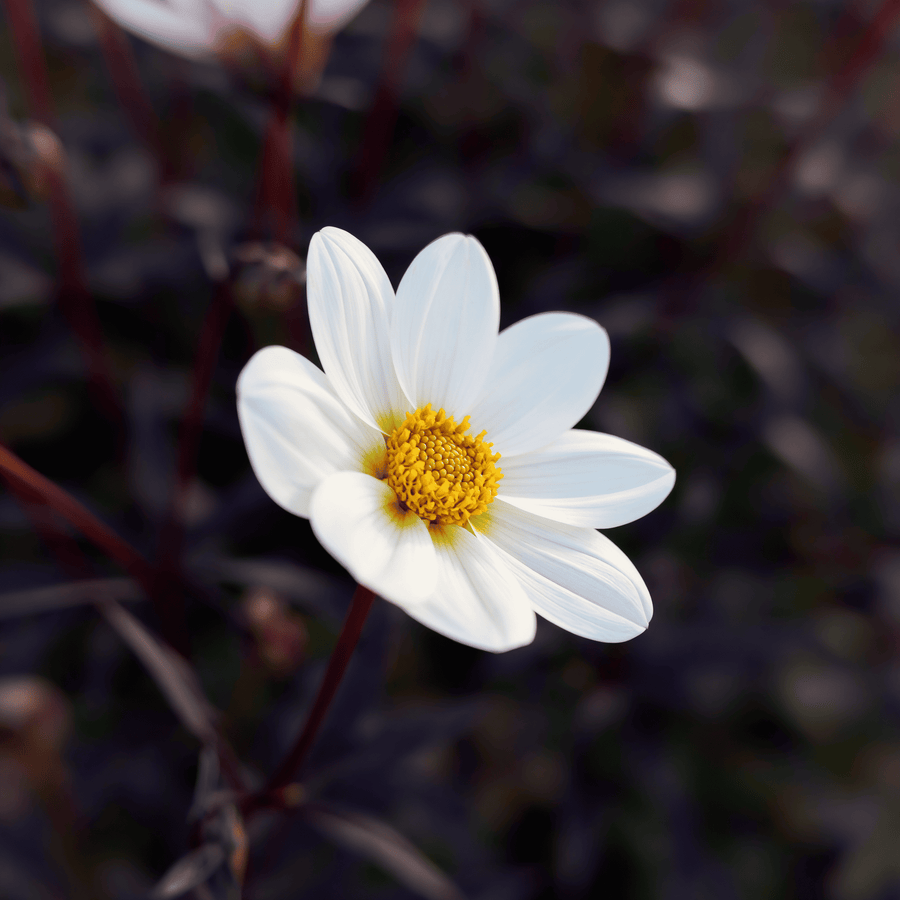 Dahlia Dahlegria White