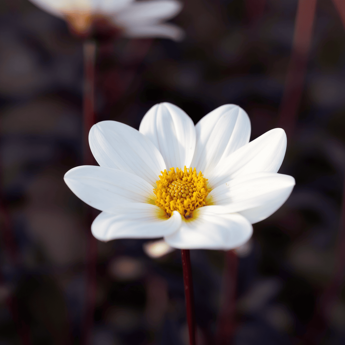 Dahlia Dahlegria White