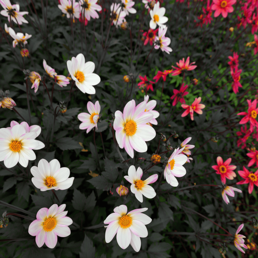 Dahlia Dahlegria White