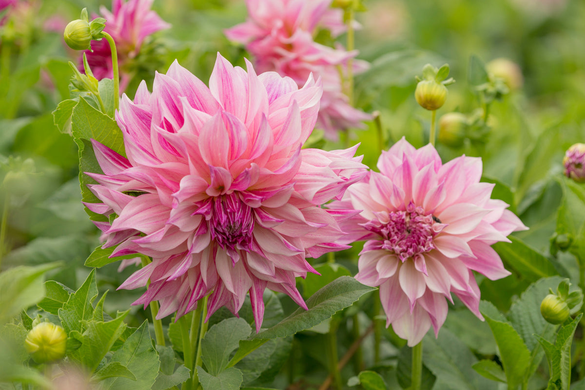 Dahlia Cafe au Lait Royal