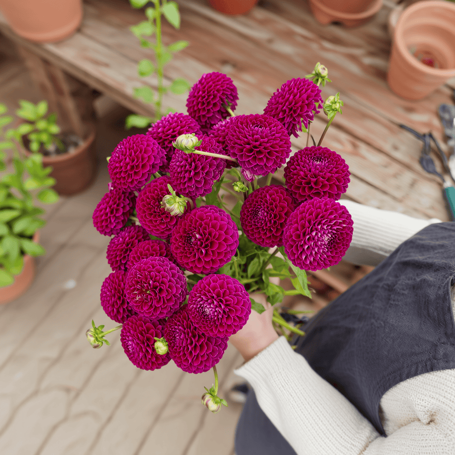 Dahlia Downham Royal