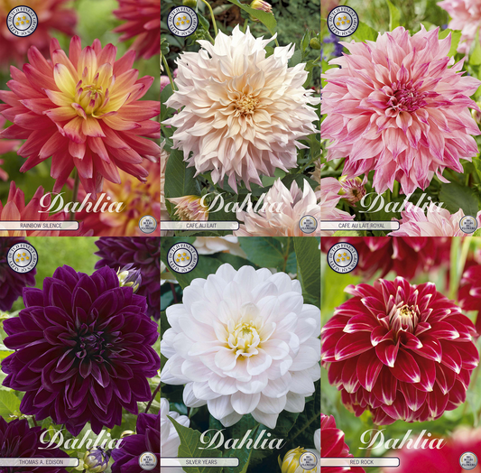 Dahlia Dromen