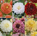 Favoriete dahlia's voor de tuin