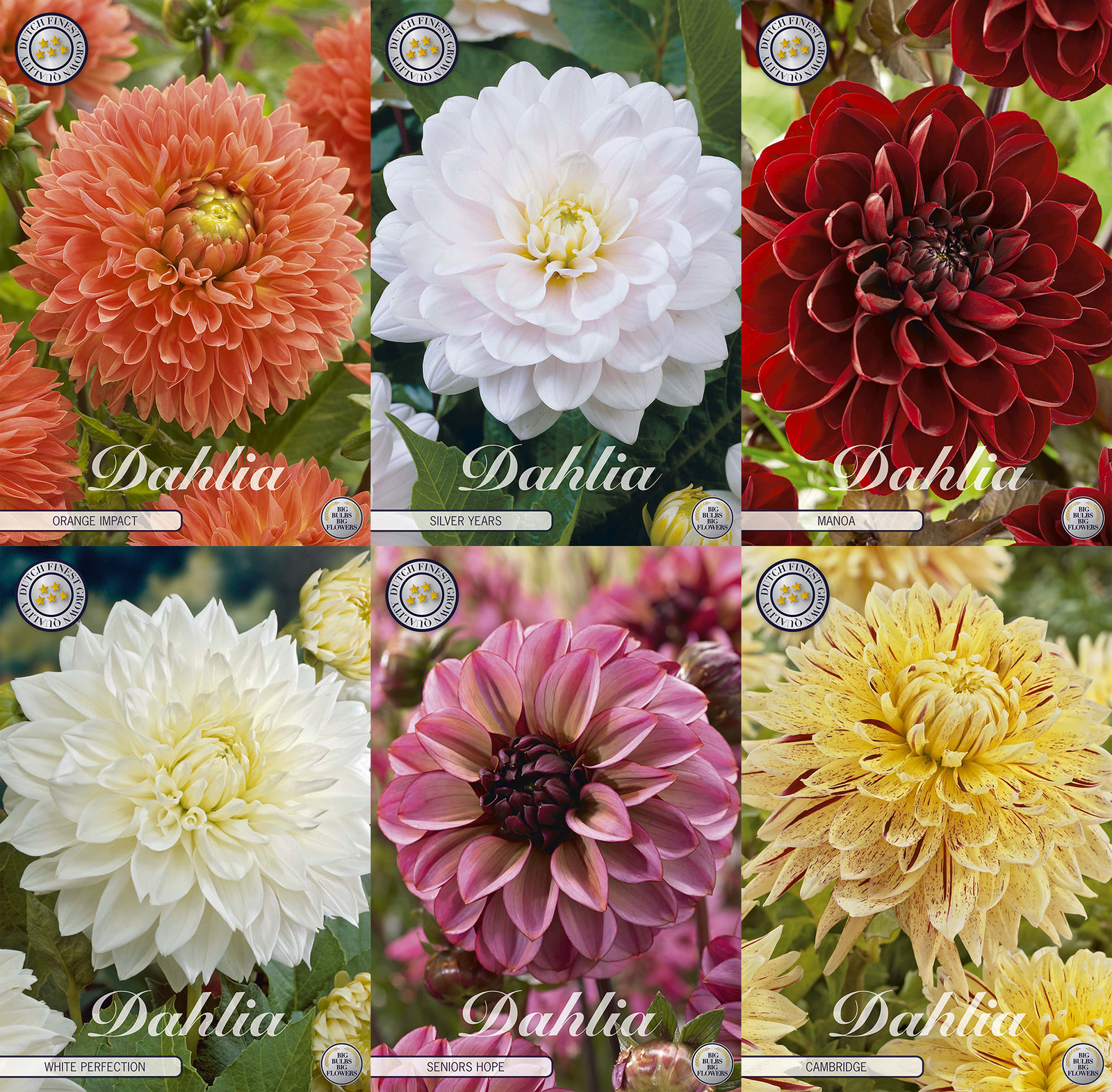 Favoriete dahlia's voor de tuin