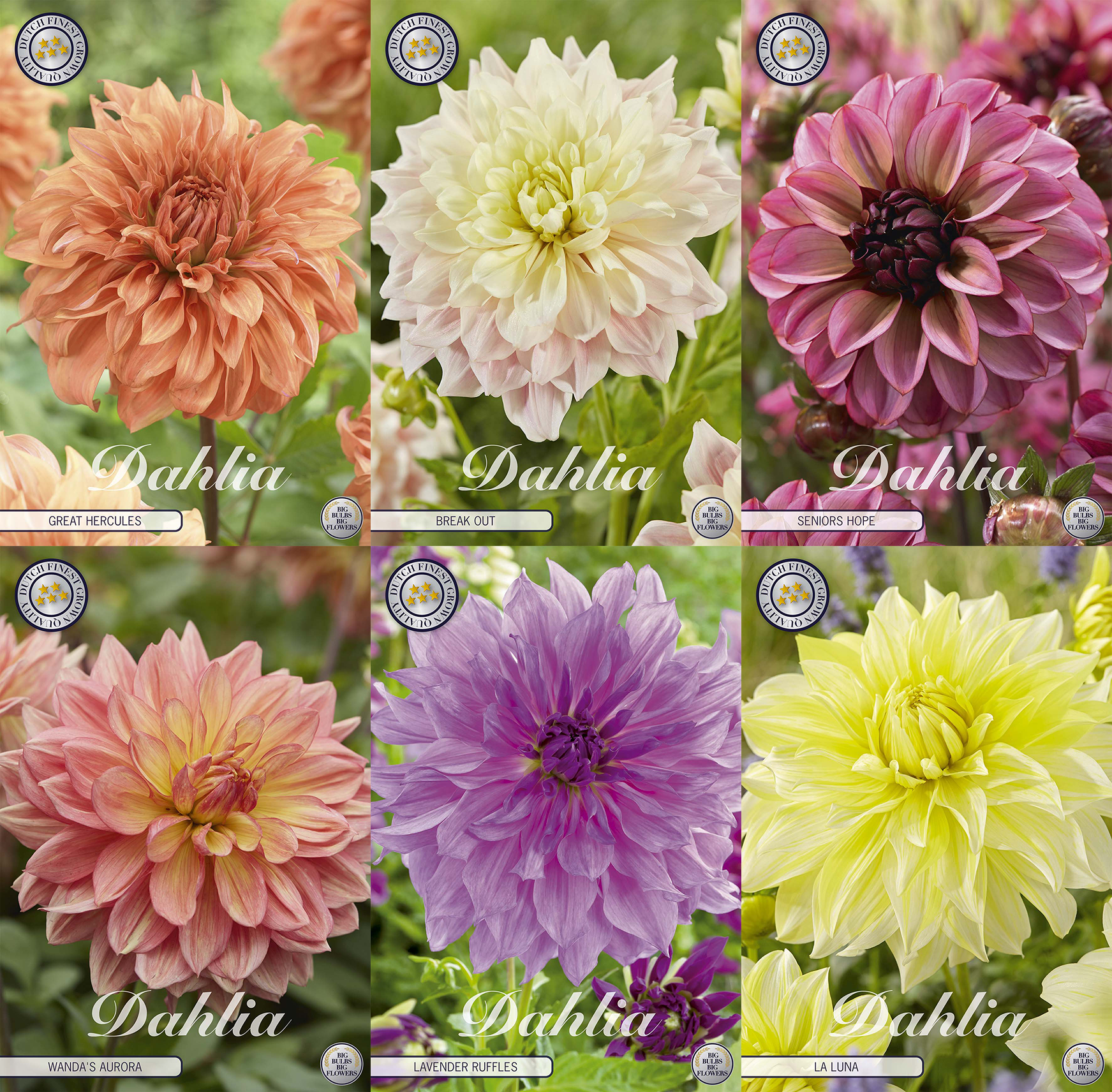 Verklaring van Dahlia