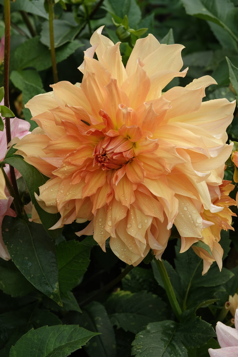 Dahlia Big Brother close-up