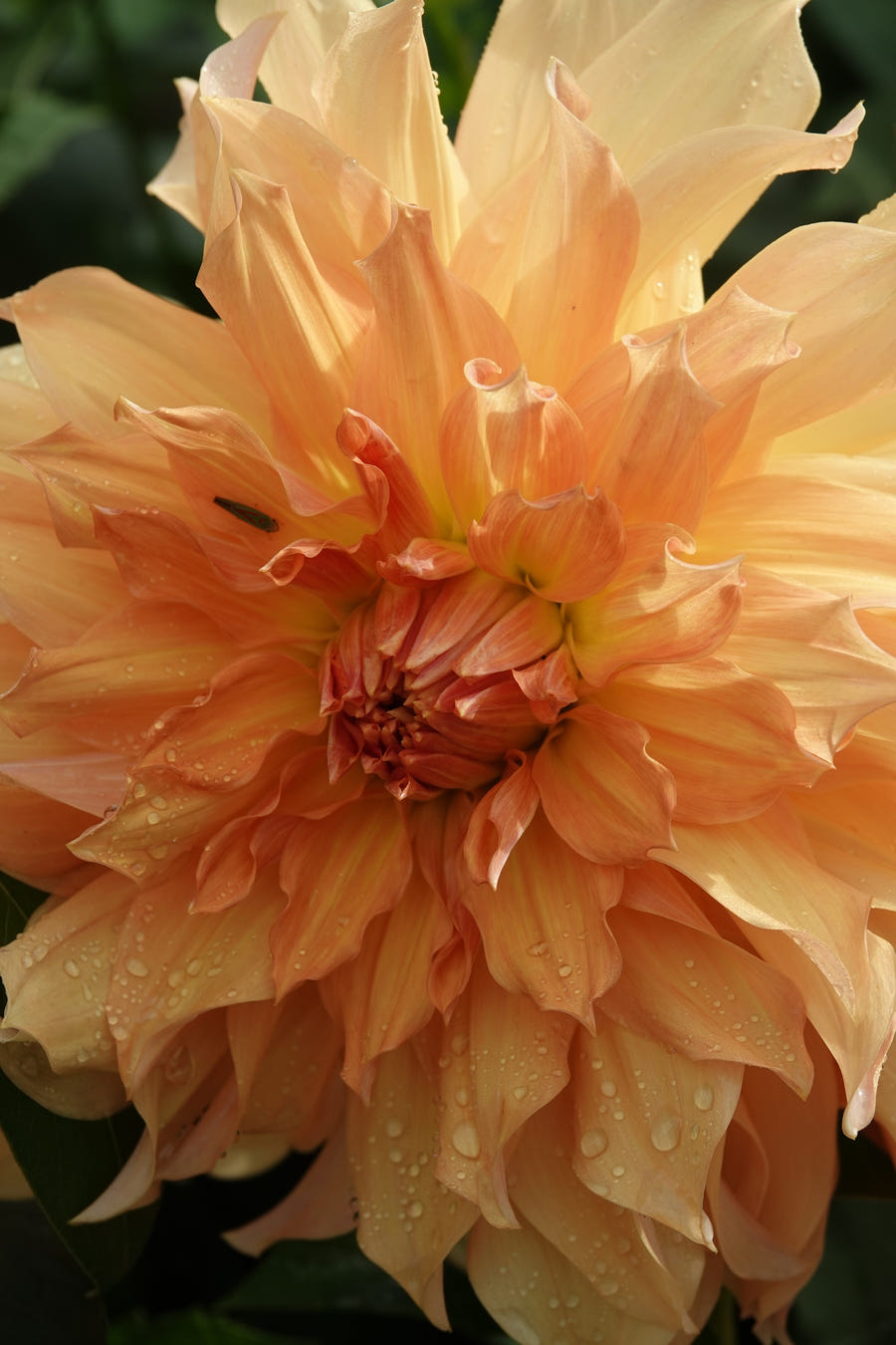 Dahlia Big Brother, photo 4