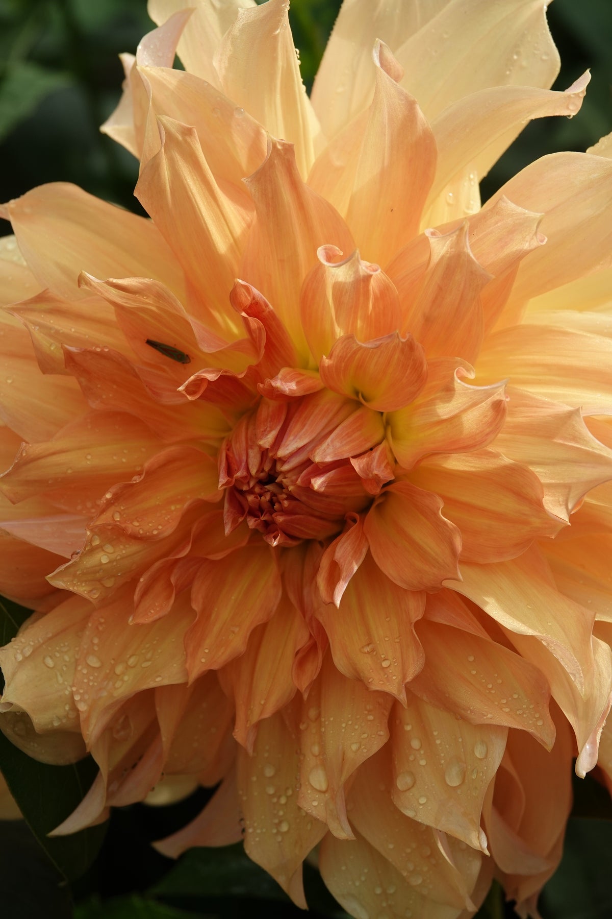 Dahlia Big Brother