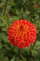 Dahlia Kees Verkade