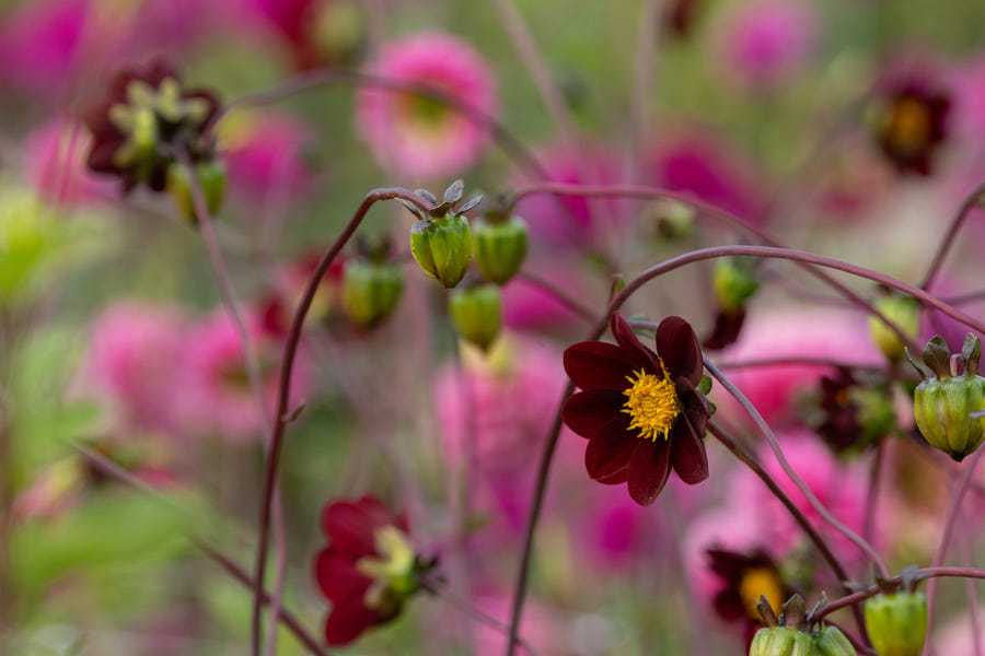 Cosmos Mexican Star