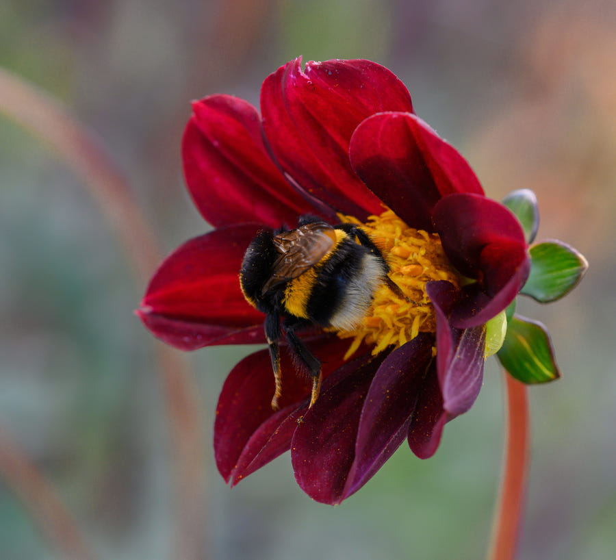 Cosmos Mexican Star