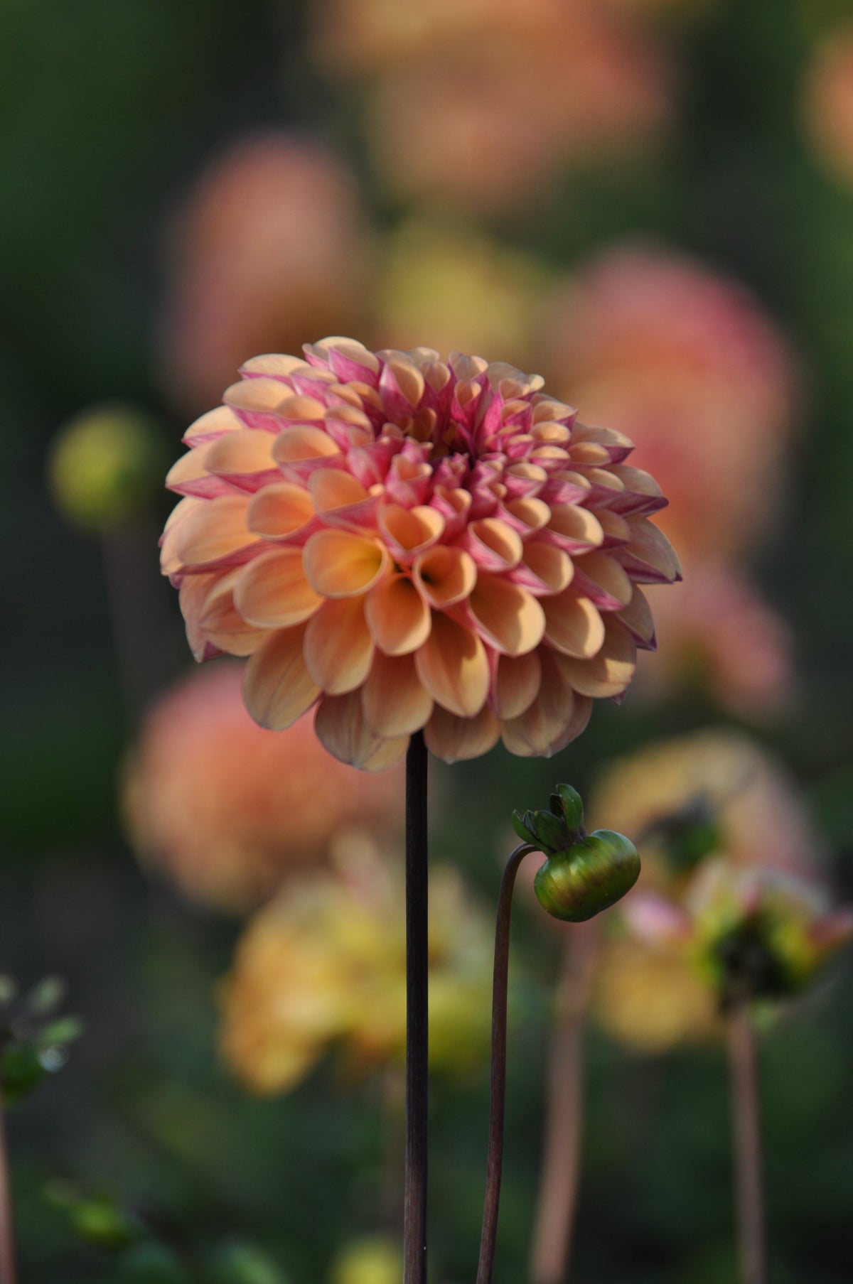 Dahlia Palmares
