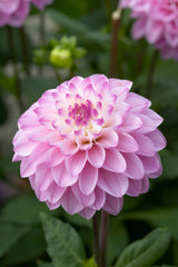 Dahlia Princess Laetitia