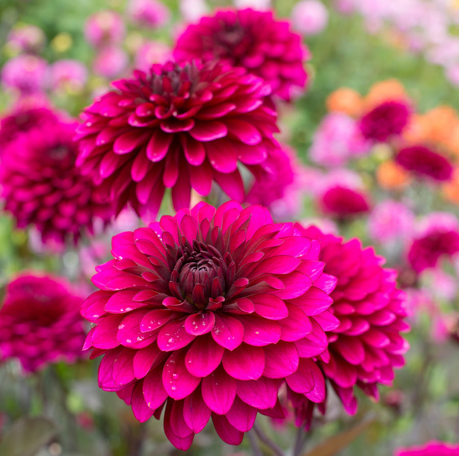 Dahlia Purple Flame