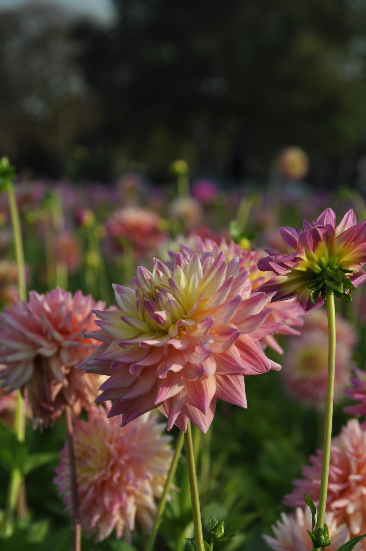 Dahlia Romantique