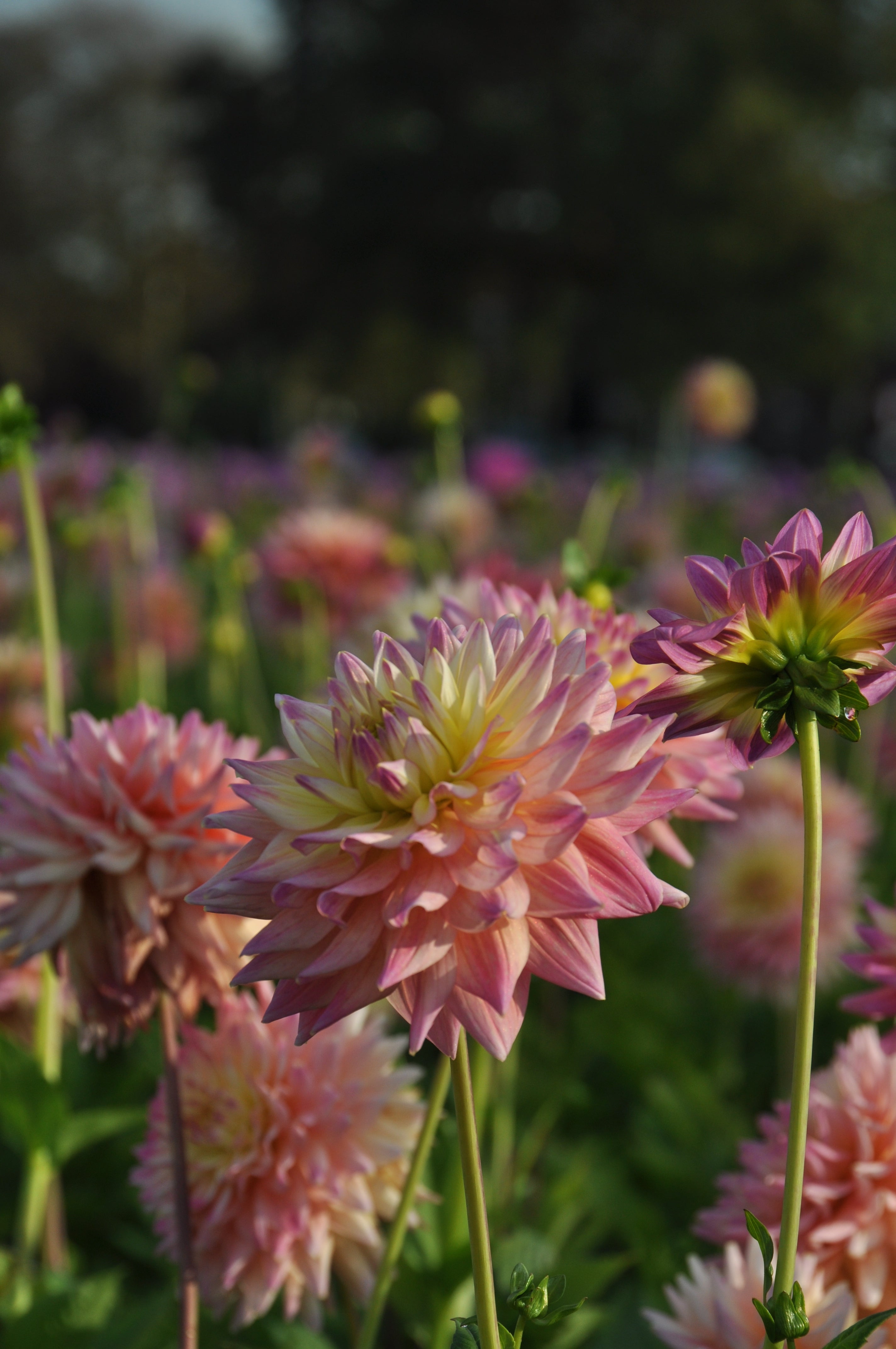 Dahlia Romantique