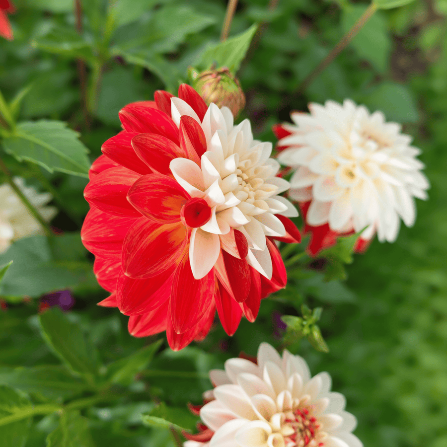 Dahlia Tangerine Sorbet