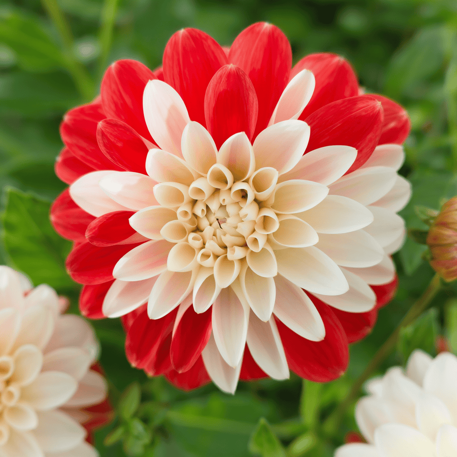 Dahlia Tangerine Sorbet