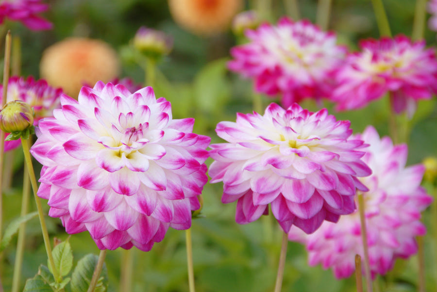 Dahlia Uncle Hankey