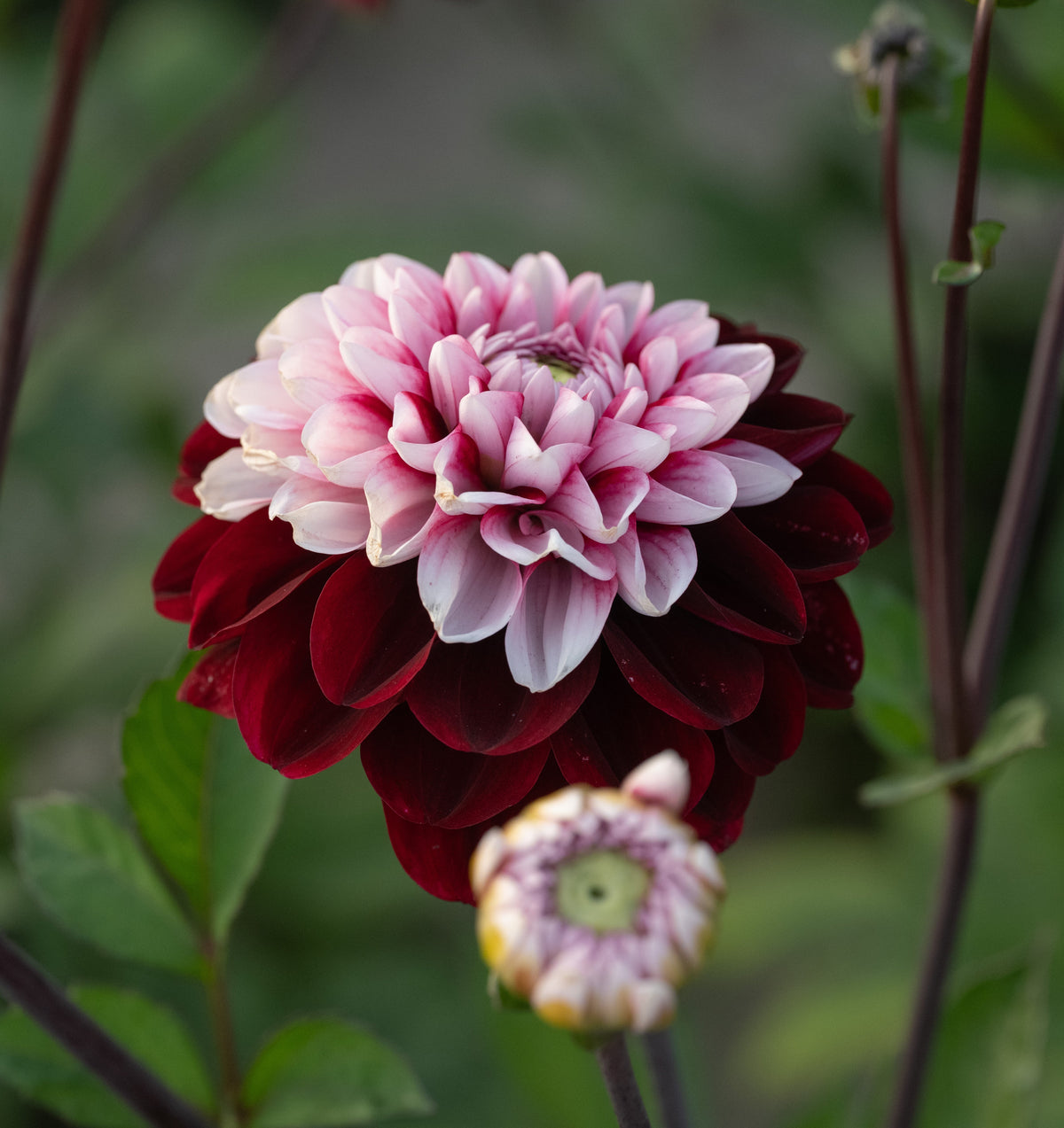 Dahlia Daria In Love